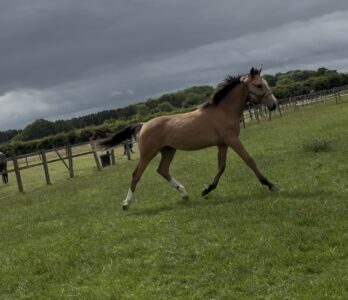 Lovely Buckskin Yearling