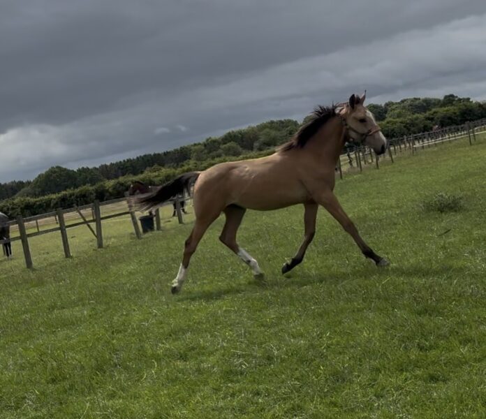 Lovely Buckskin Yearling