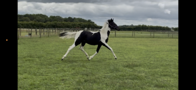 Elegant Coloured yearling