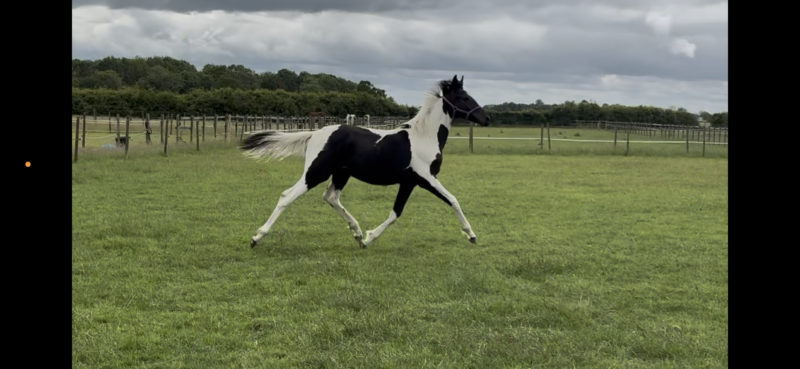 Elegant Coloured yearling