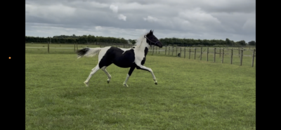 Elegant Coloured yearling