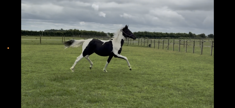 Elegant Coloured yearling