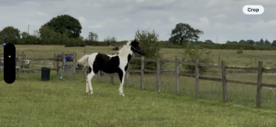Elegant Coloured yearling