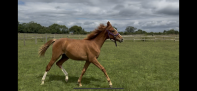 Super Friendly Yearling