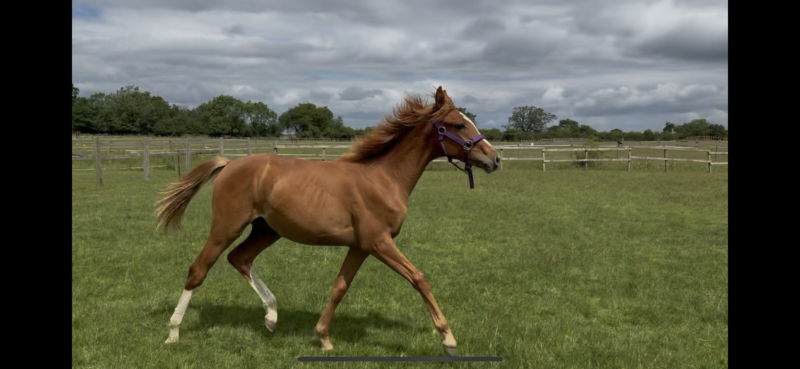 Super Friendly Yearling
