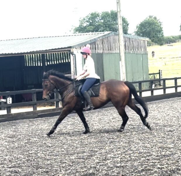 16hh 7yr old tb mare