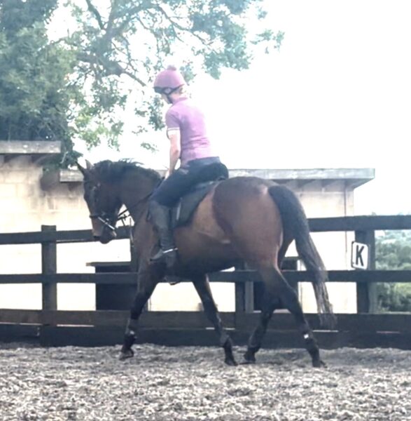 16hh 7yr old tb mare