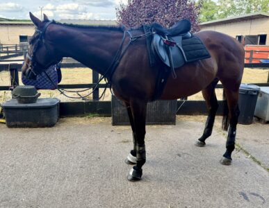 16hh 7yr old tb mare