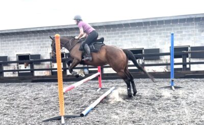 16hh 7yr old tb mare