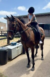 16hh 7yr old tb mare