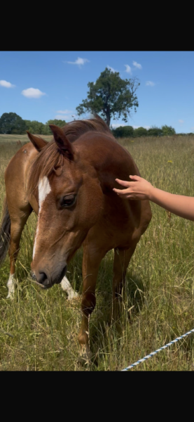 Ace, potential top class pony