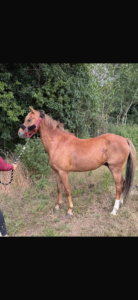 Ace, potential top class pony