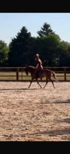 Ace, potential top class pony