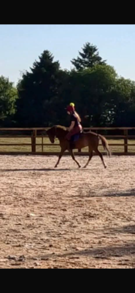Ace, potential top class pony