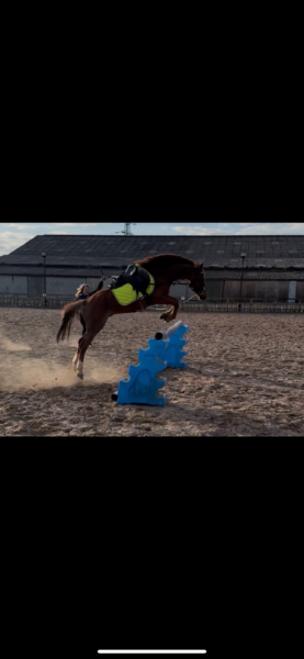 Ace, potential top class pony