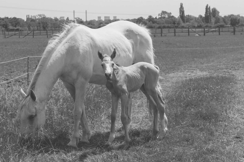Brood mare in foal for next year and filly at foot