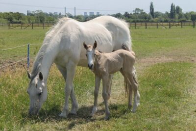 Stunning filly ready in December