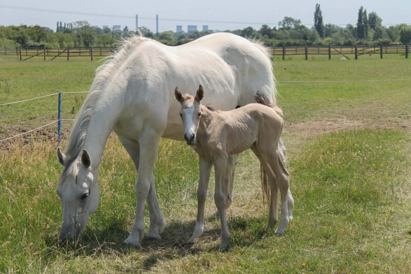 Stunning filly ready in December
