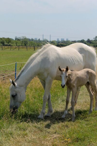 Brood mare in foal for next year and filly at foot