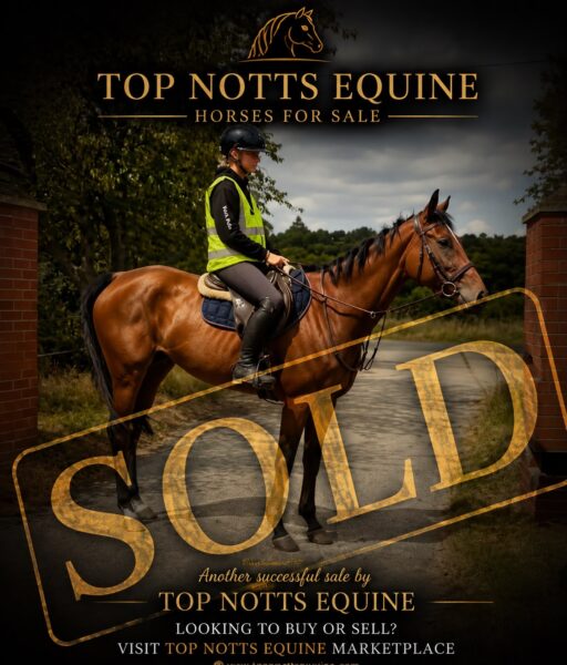 !!SOLD!! Lottie - 16hh 6yr old TB Mare
