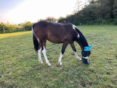 Minimally Marked Coloured Filly