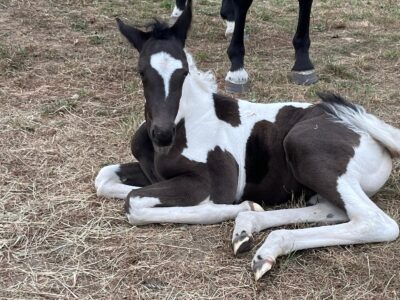 Elegant Coloured yearling
