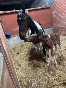 Minimally Marked Coloured Filly
