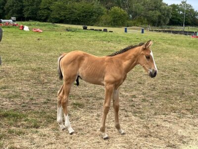 Lovely Buckskin Yearling