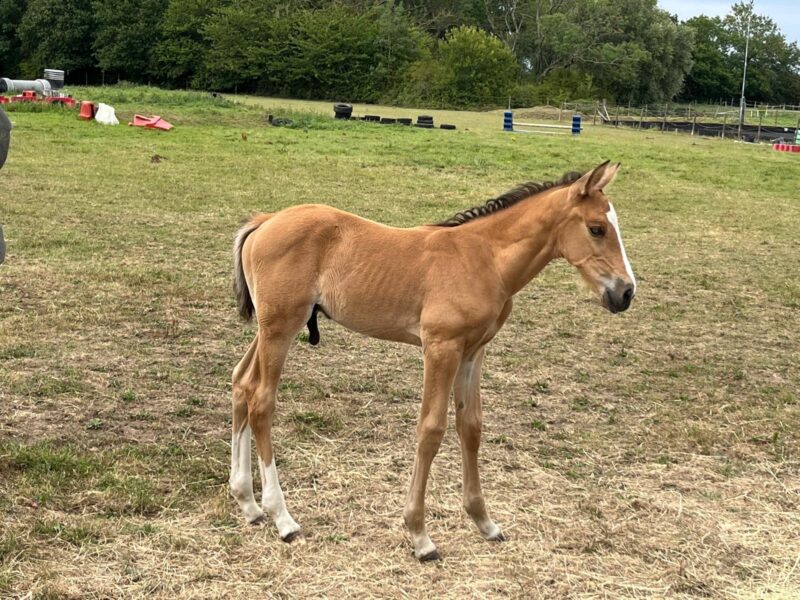 Lovely Buckskin Yearling