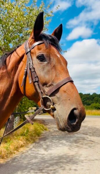 !!SOLD!! Lottie - 16hh 6yr old TB Mare