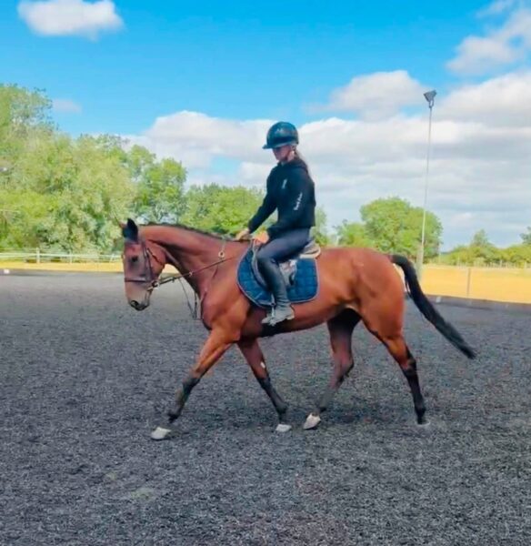 !!SOLD!! Lottie - 16hh 6yr old TB Mare