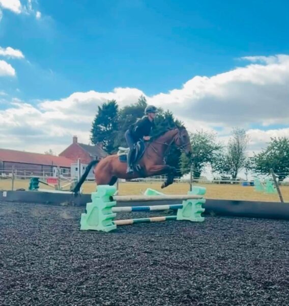!!SOLD!! Lottie - 16hh 6yr old TB Mare