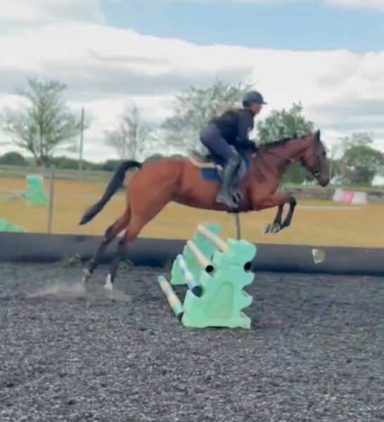 !!SOLD!! Lottie - 16hh 6yr old TB Mare