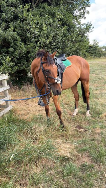 Lovely all rounder/ hunter