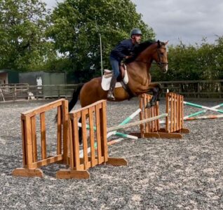 16hh Thoroughbred Gelding