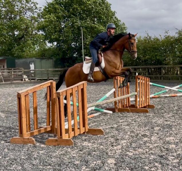 16hh Thoroughbred Gelding