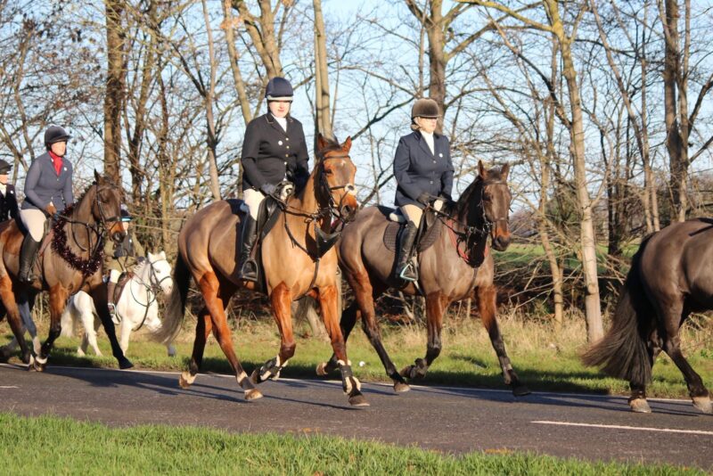 Lovely all rounder/ hunter