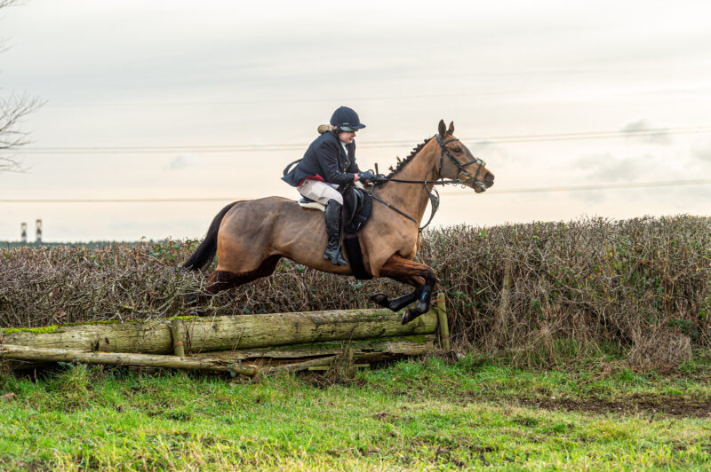 Lovely all rounder/ hunter
