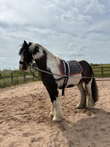 Tommy 13.1 6 year old Cob