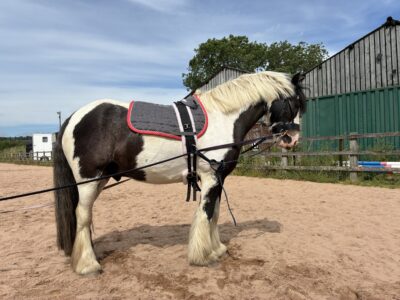 Tommy 13.1 6 year old Cob