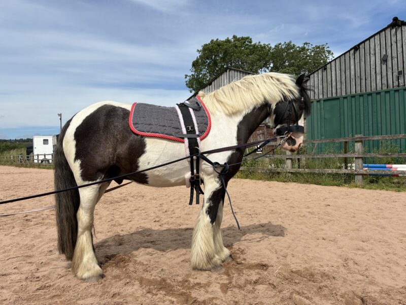Tommy 13.1 6 year old Cob
