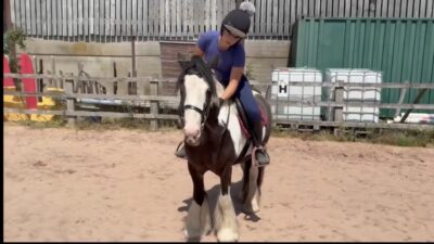 Tommy 13.1 6 year old Cob