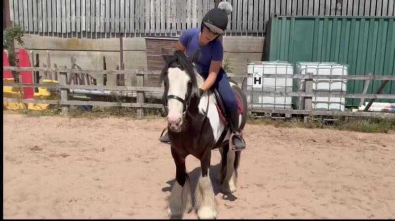 Tommy 13.1 6 year old Cob