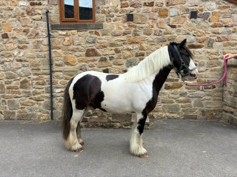 Tommy 13.1 6 year old Cob