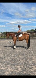 16hh Thoroughbred Gelding