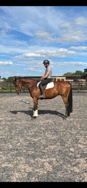 16hh Thoroughbred Gelding