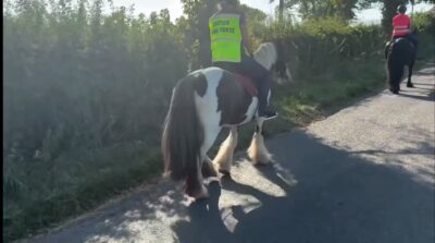 Tommy 13.1 6 year old Cob
