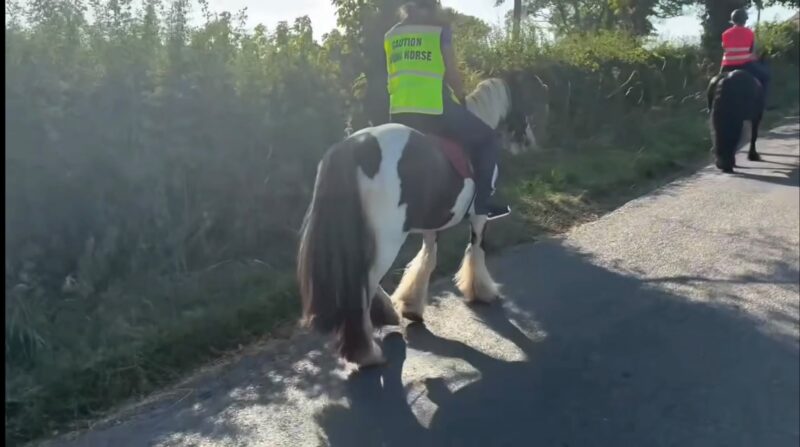 Tommy 13.1 6 year old Cob