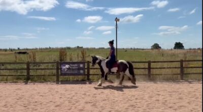 Tommy 13.1 6 year old Cob