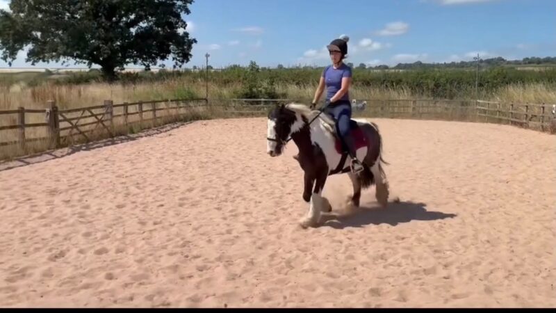 Tommy 13.1 6 year old Cob